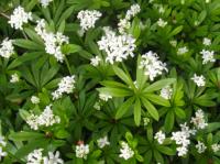 sweet woodruff