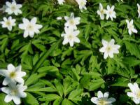 wood anemone