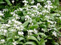 ramsons