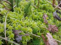 sphagnum moss