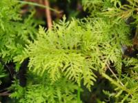 common tamarisk moss