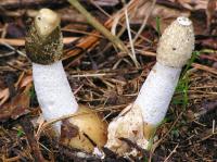 stinkhorn