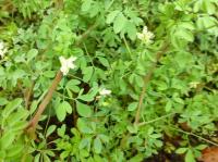 climbing corydalis