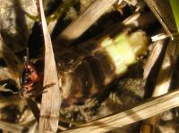 glow-worm