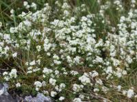 heath bedstraw