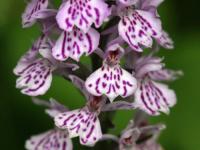 heath spotted orchid
