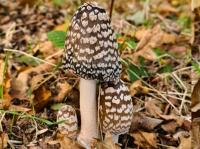 magpie inkcap