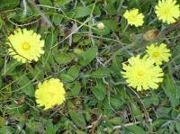 mouse-ear hawkweed