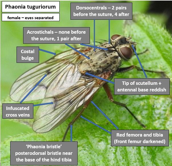 Phaonia signata ID