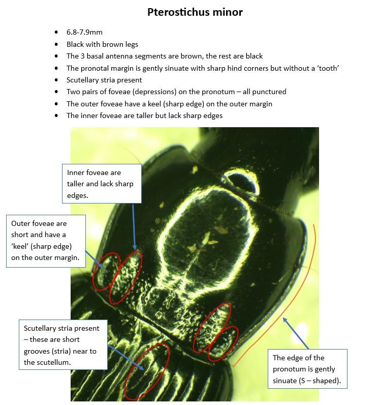 id guide