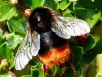 red-tailed bumblebee