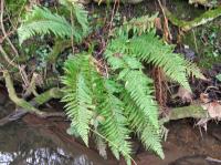 shieldfern