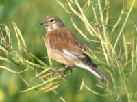 linnet