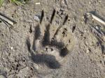 tracks