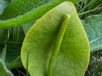 ferns