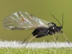 bug