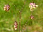 Grass