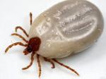 tick
