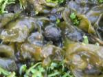 algae