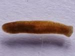 worms & leeches