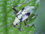 bug