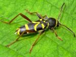 beetle