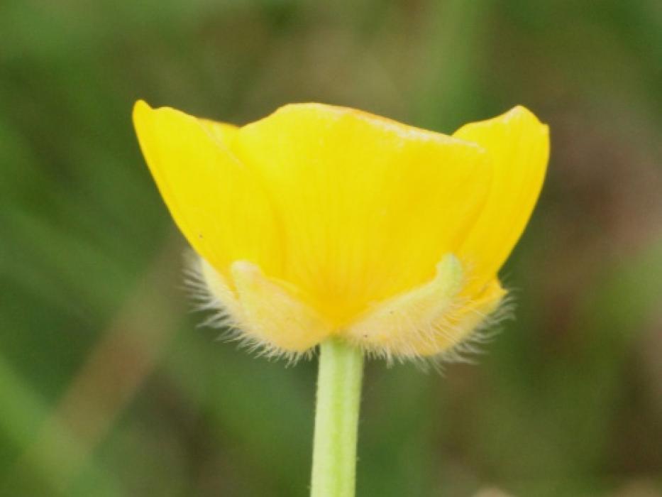 Creeping Buttercup