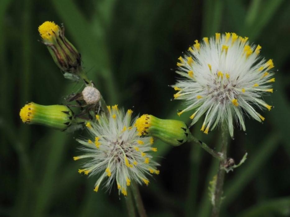 groundsel