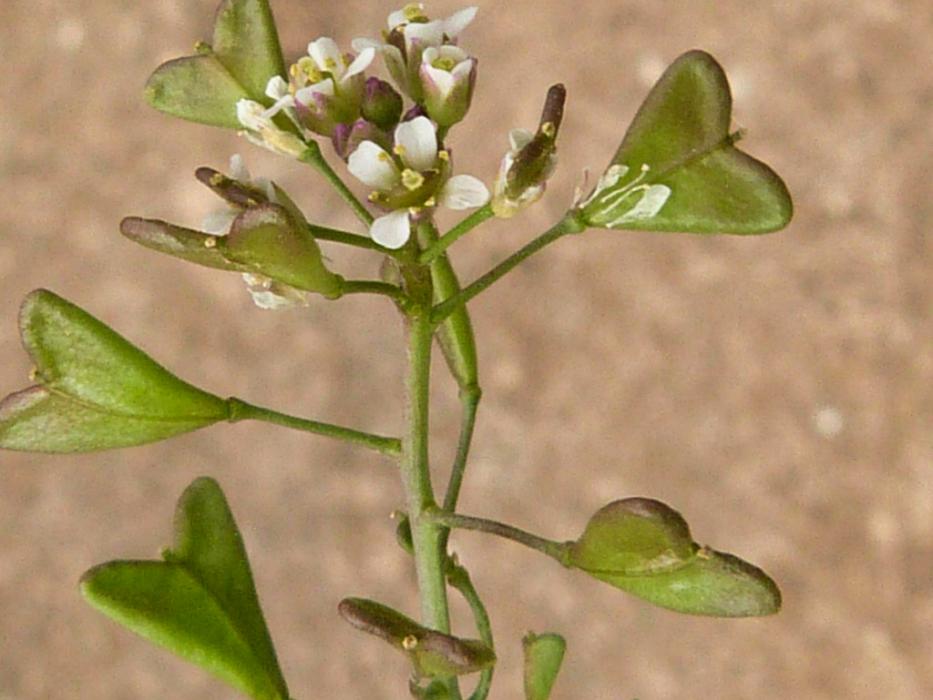 Shepherds Purse - seeds