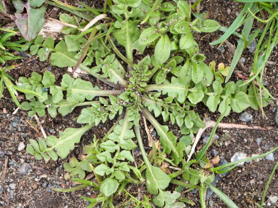 Shepherds Purse basal rosette