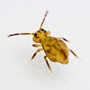 Dicyrtomina saundersi
