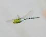 Emperor Dragonfly