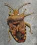 Tachinid Eggs