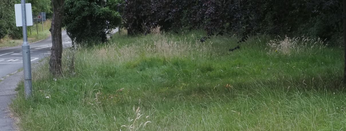 Woodhouse, Forest Road Verge