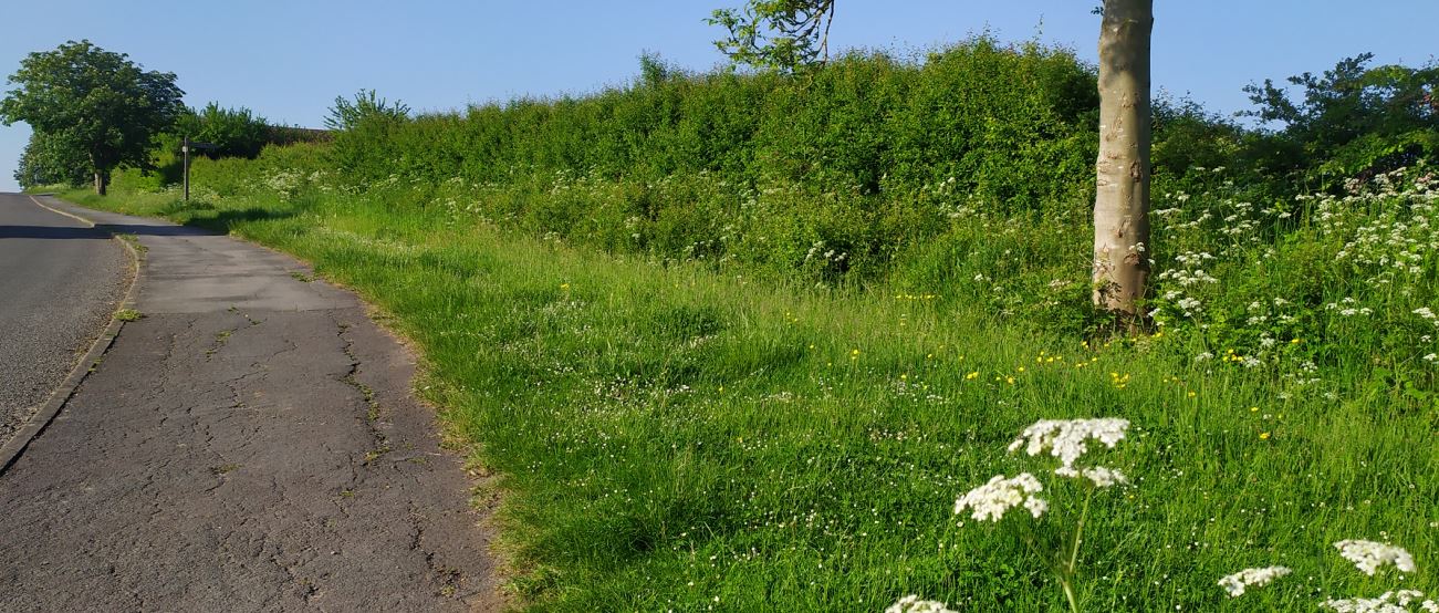 Wymeswold Burton Lane verge