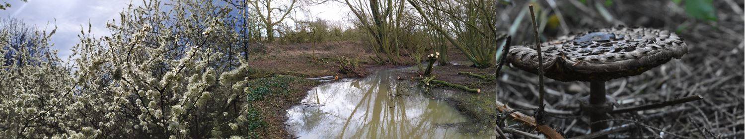 Wymeswold, Narrow Lane woodland
